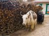 nepal-9029.jpg - 